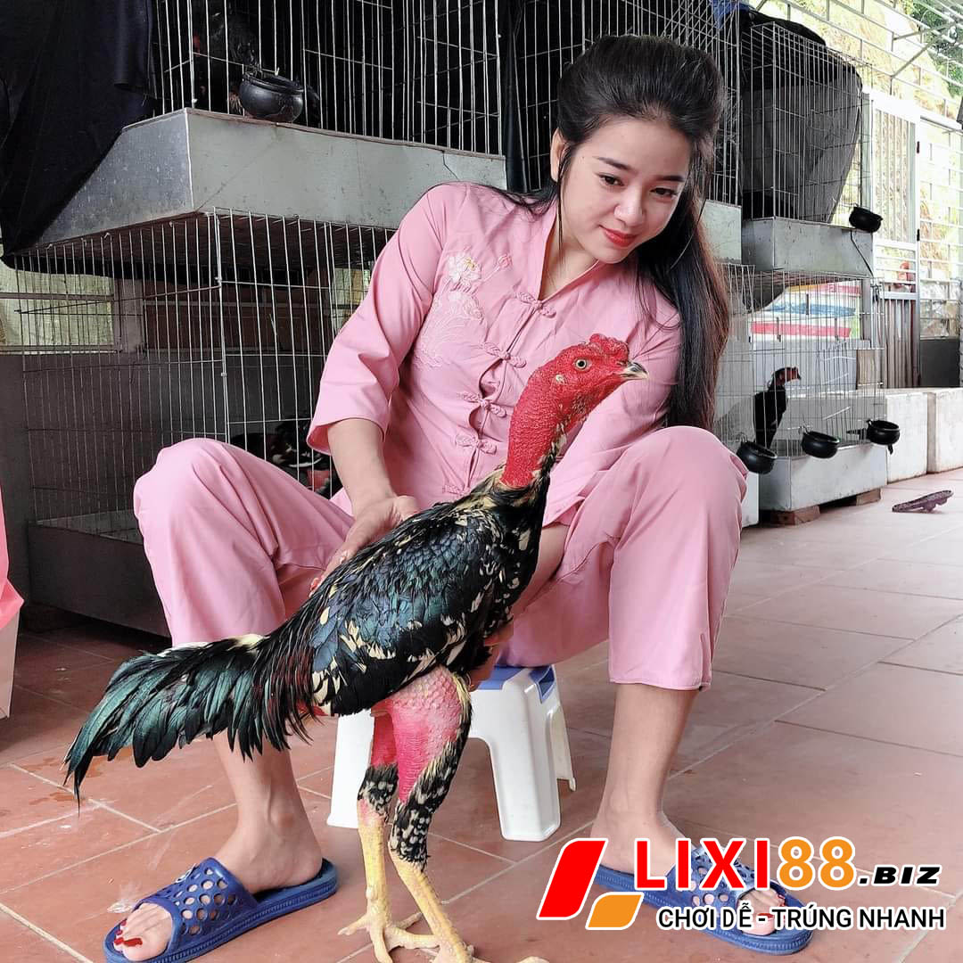 Đá gà trực tiếp Thomo