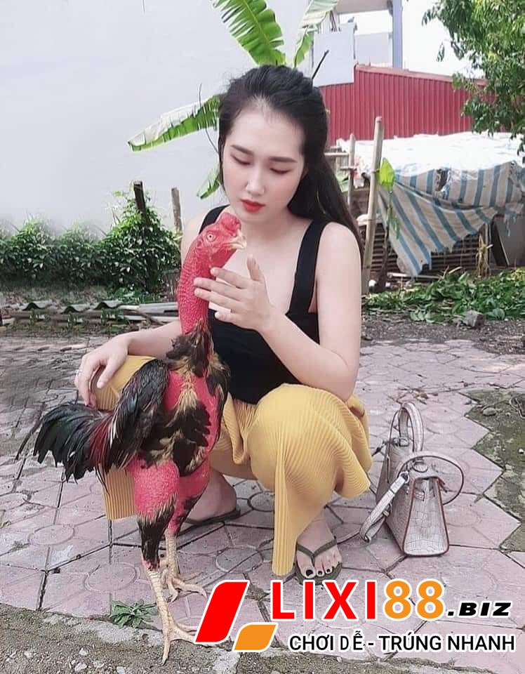 Đá gà trực tiếp bình luận